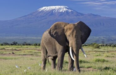 Amboseli-national-park