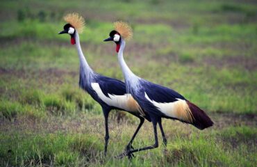 Amboseli-birds