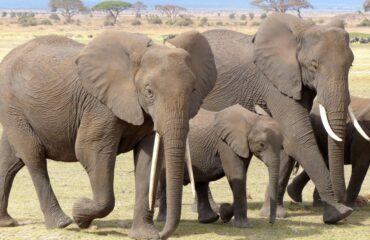 Elephants-in-Amboseli