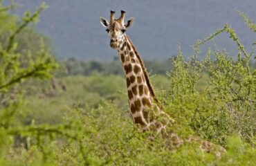 giraffe_tsavo
